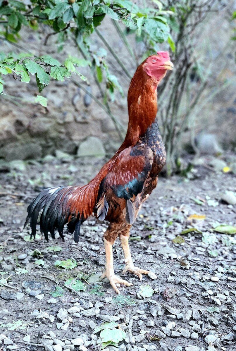 Heyratı beçə — Quşlar, Quba (3)