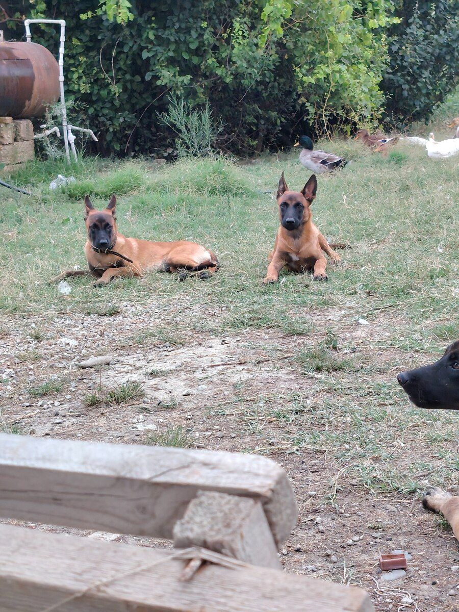 Belçika ovçarkası — Köpəklər, Bakı (4)
