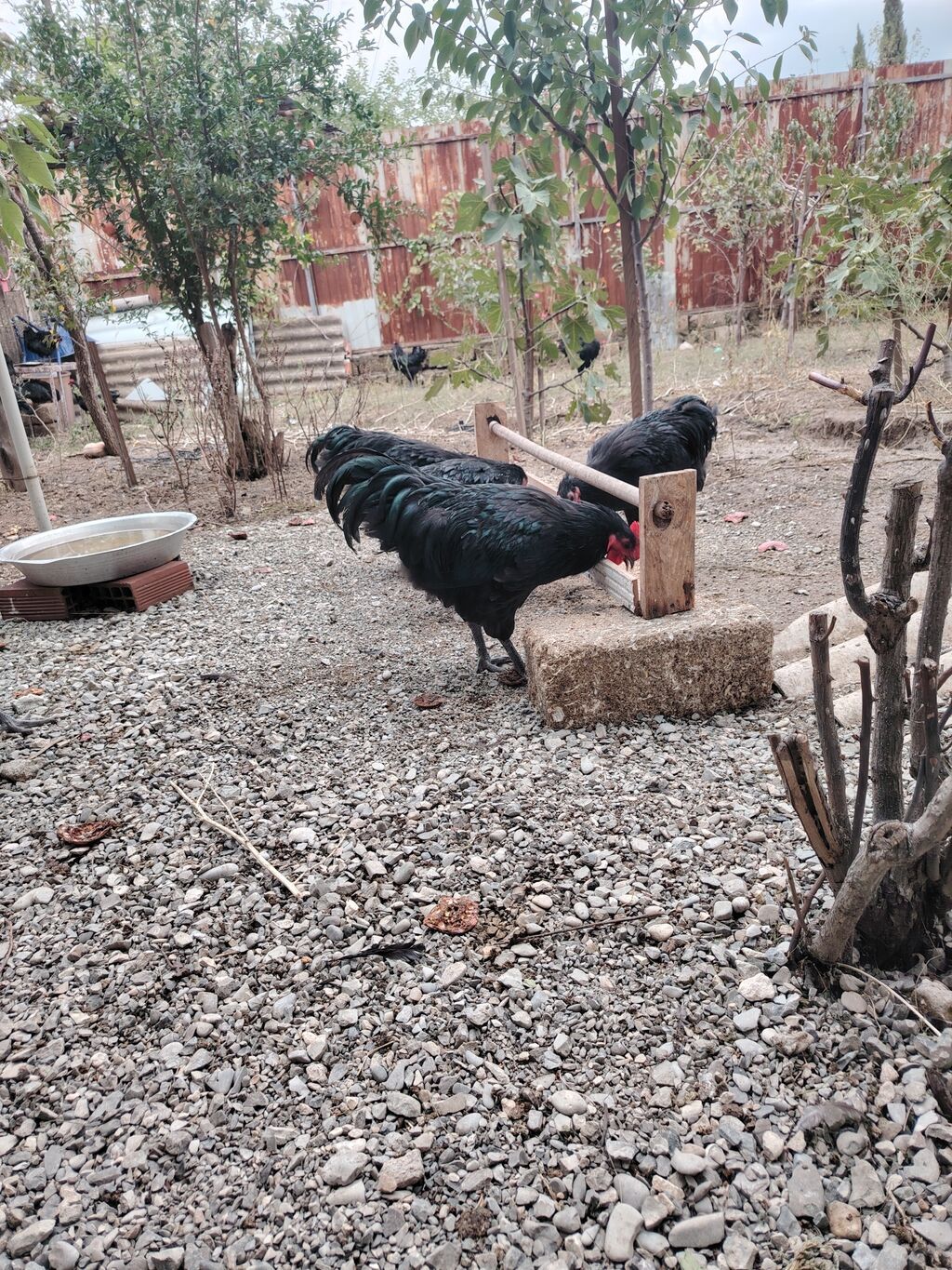 Austrolop xoruzları satışda var 5 aylıqlar — Digərləri, Bakı (3)