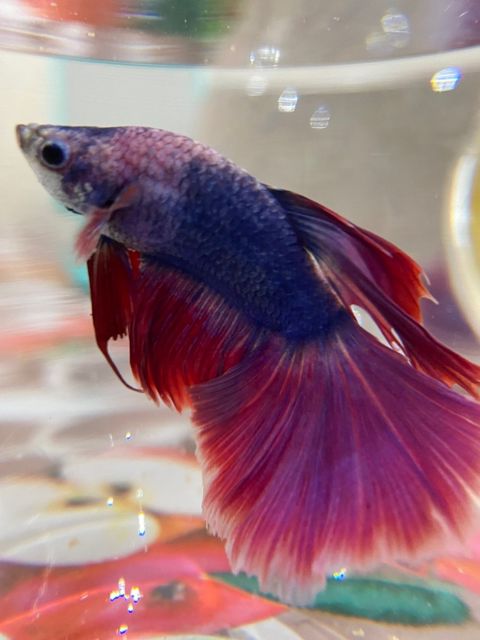 Betta balığı — 15 ₼ · Xırdalan · Akvariumlar və balıqlar Betta balığı — Xırdalan