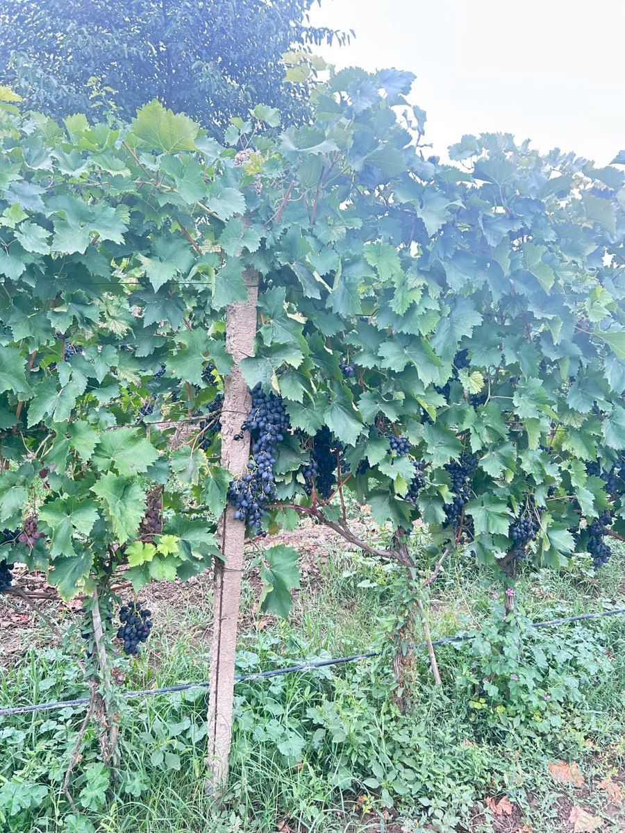 4000 sot torpaq sahəsi, Tovuz r — Torpaq, Tovuz (5)