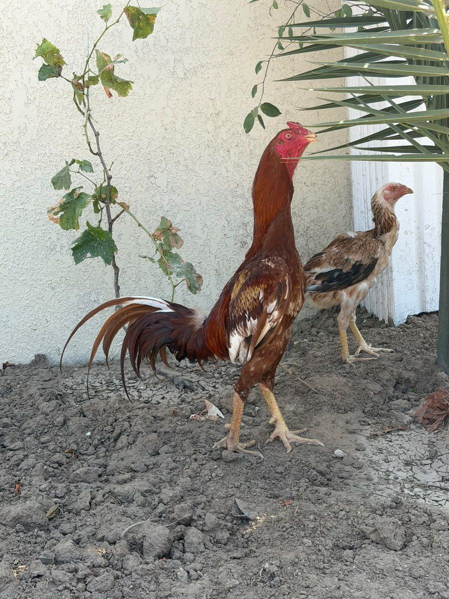 Heyratı — Quşlar, Bakı