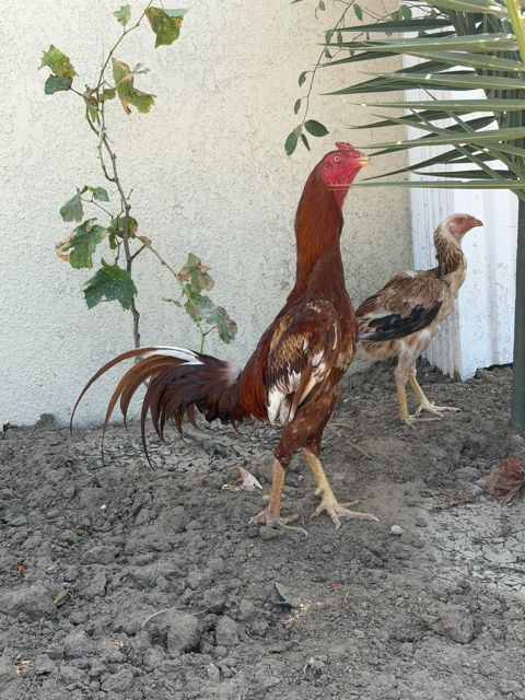 Heyratı — Bakı