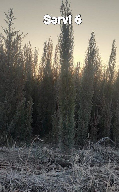 Eldar şamı, Giparis və Sərv ağacları — Bitkilər, Bakı (4)