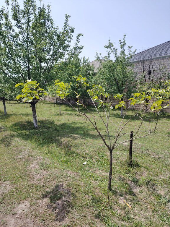11.5 sot torpaq sahəsi, Bərdə r — Torpaq, Bərdə (5)