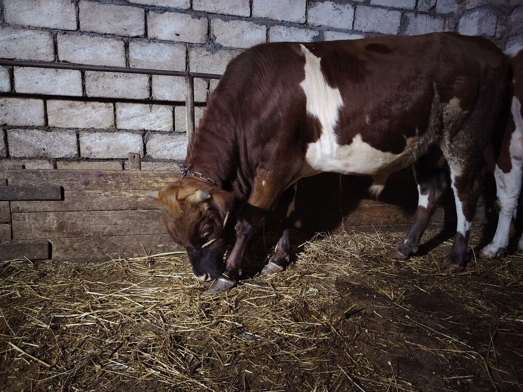 Qırmızı-ağ rəngli erkək dana/sığır satılır. Fotoşəkillərdə görüldüyü — Kənd təsərrüfatı heyvanları, Xaçmaz (4)