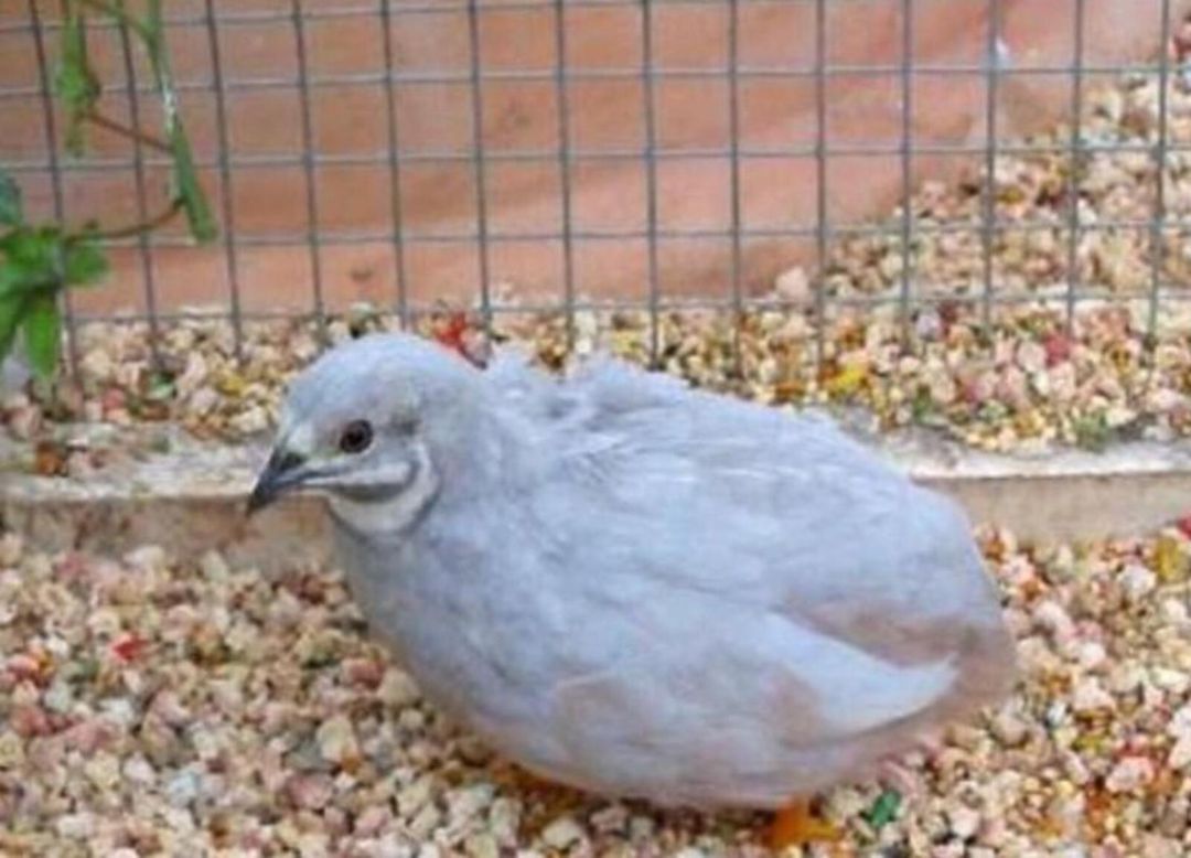 Çin bildirçini — Quşlar, Xırdalan
