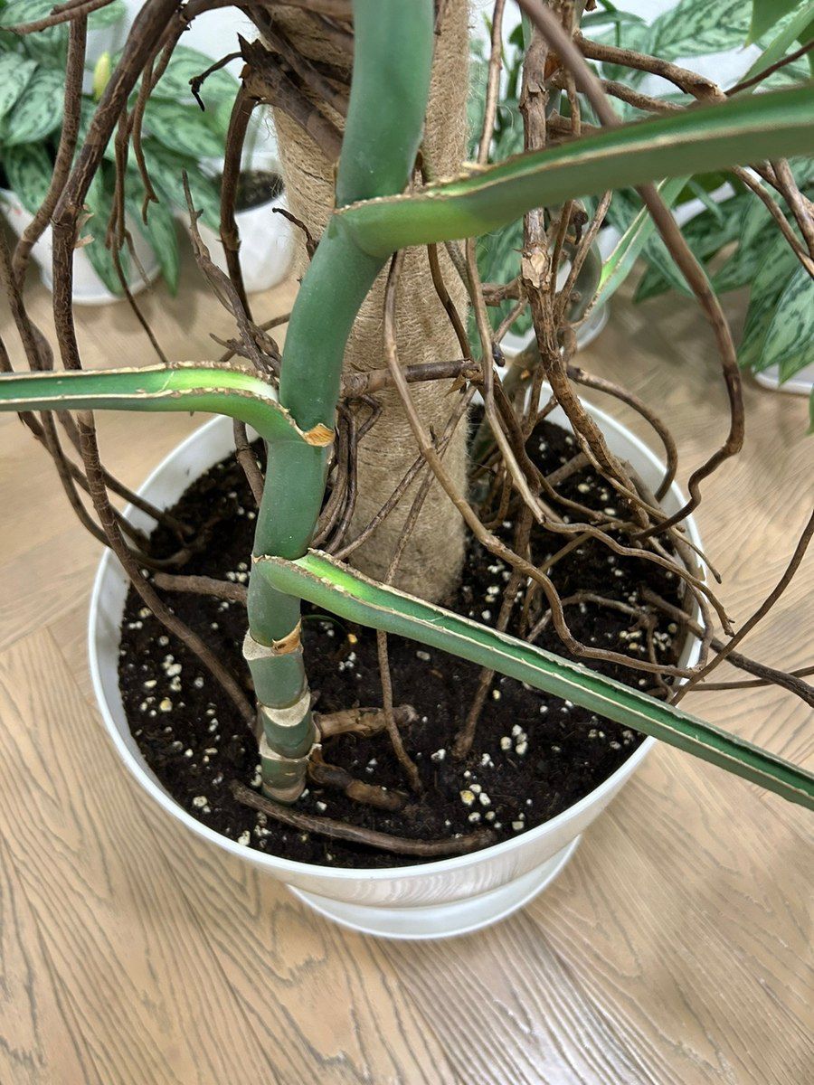Monstera Deliciosa — Bitkilər, Bakı (6)