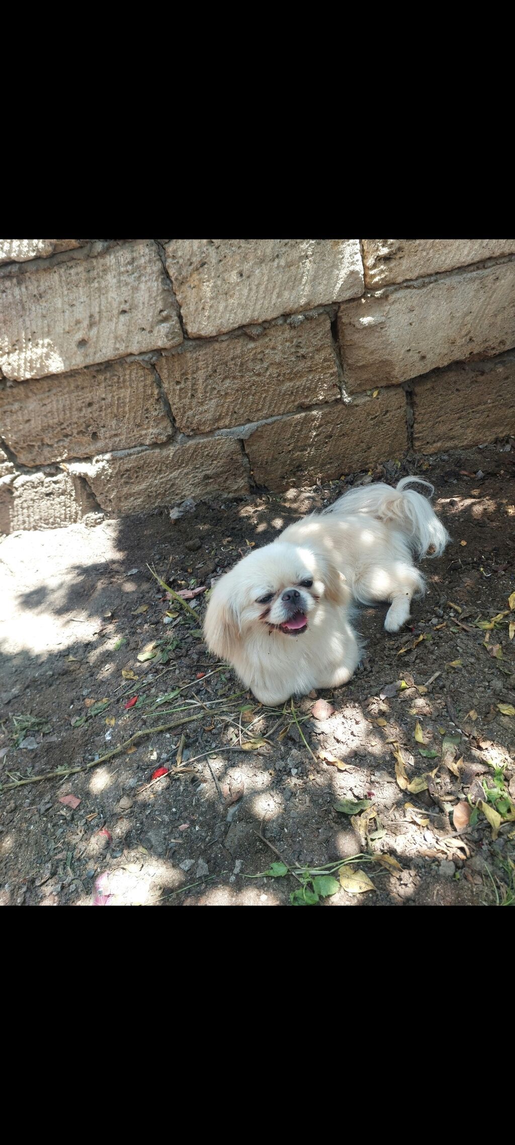Pekines — Köpəklər, Sumqayıt