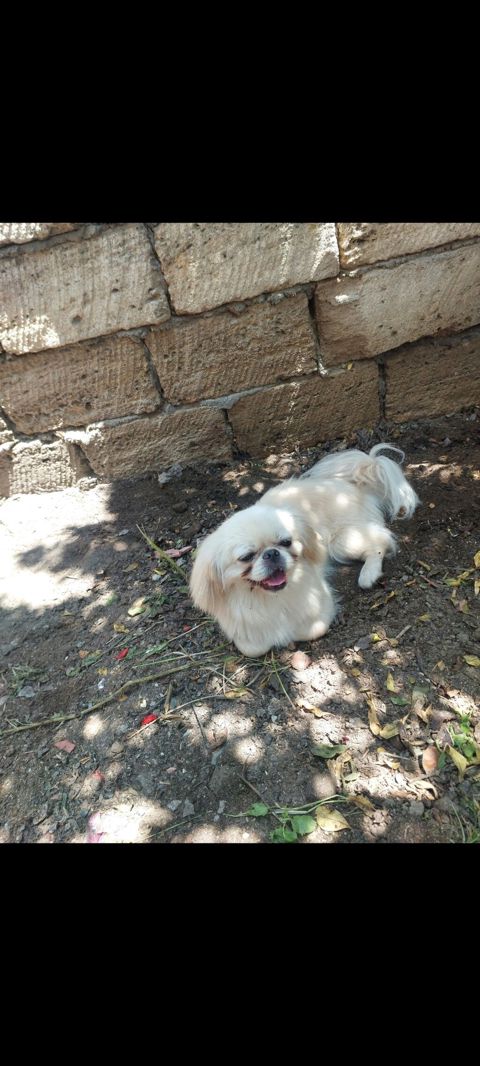 Pekines — Sumqayıt