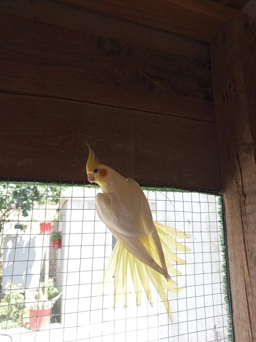 Tutuquşular — Quşlar, Bakı (8)