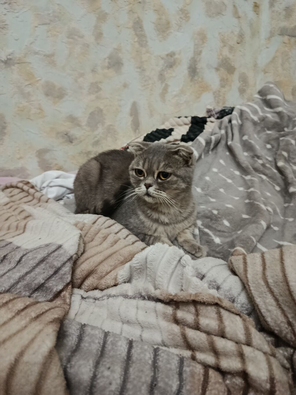 Şotland, Dişi, Yaxşı əllərə, Ünvandan götürmə — Pişiklər, Bakı (4)