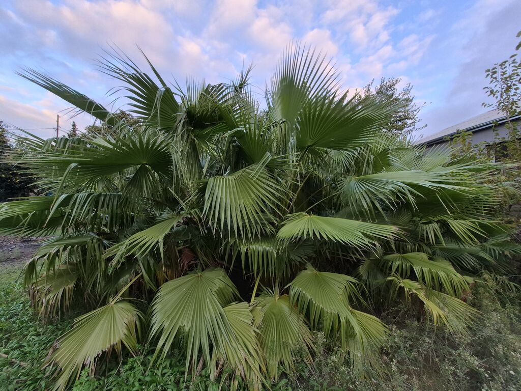 Mexikan Fan Xurması (Washingtonia robusta) – iri ölçülü, çoxgövdəli — Bitkilər, Bakı (3)