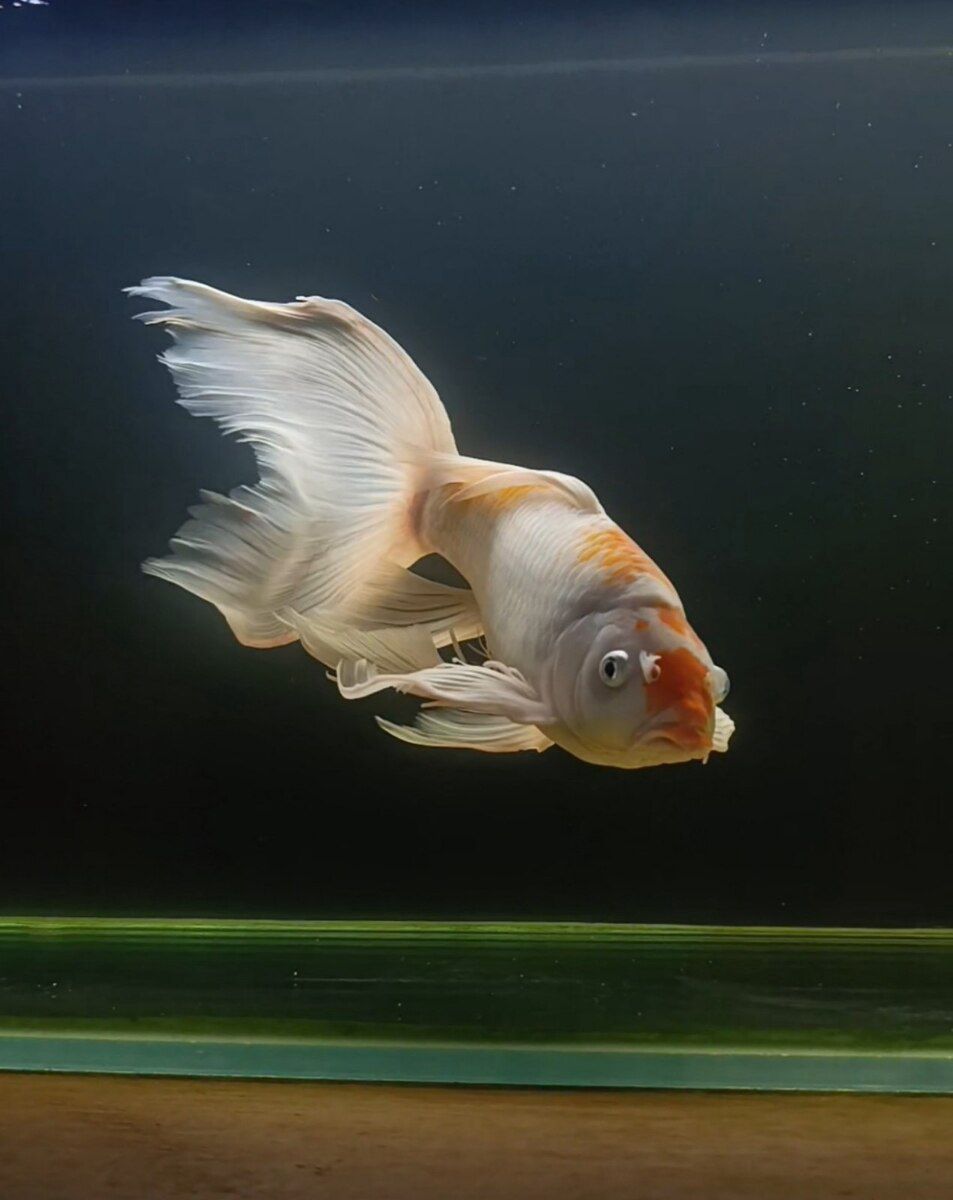 Butterfly koi — Akvariumlar və balıqlar, Bakı (2)
