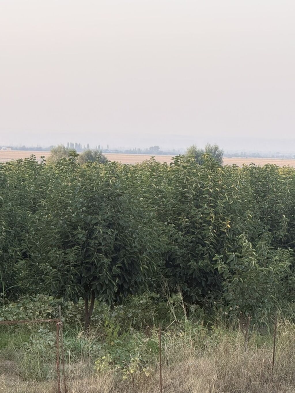 Kənd təsərrüfatı — Torpaq, Bakı