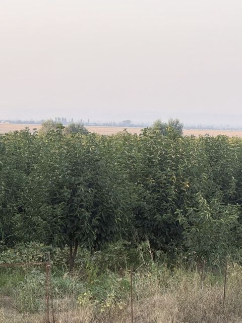 Kənd təsərrüfatı — Bakı