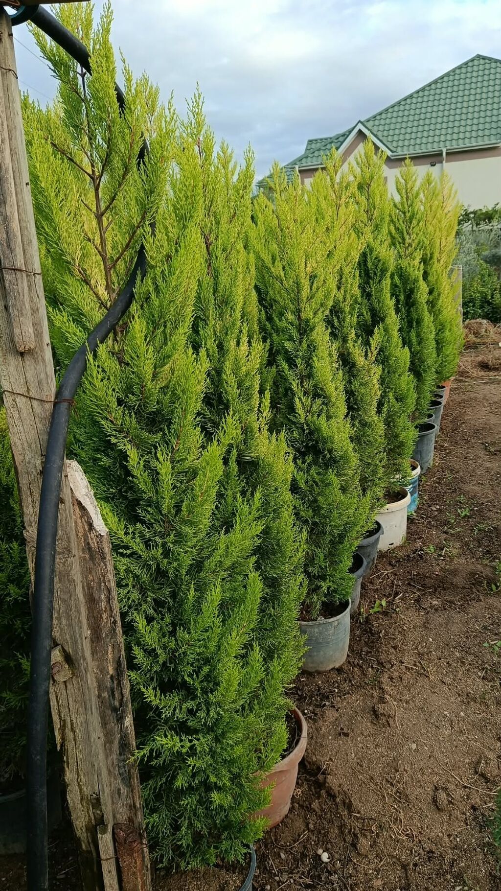 Limon yolkası — Ağaclar və fidan, Digah (2)