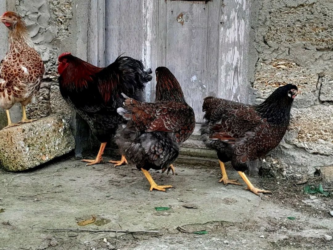 RED Blue Wyandotte — Quşlar, Bakı (2)