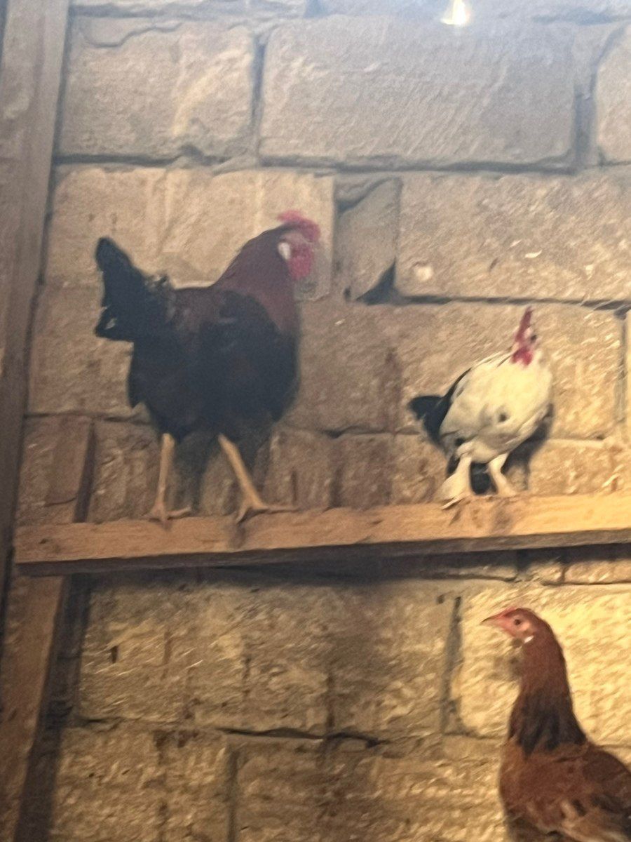Yaponka xoruzu və toyuqları — Quşlar, Bakı (6)