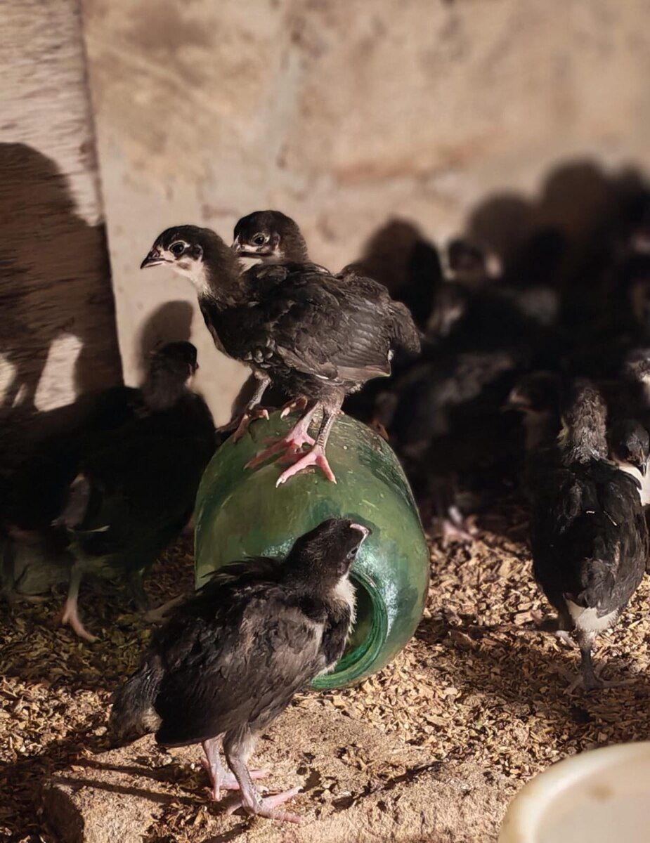 Avstralorp cücəsi — Quşlar, Bakı (9)