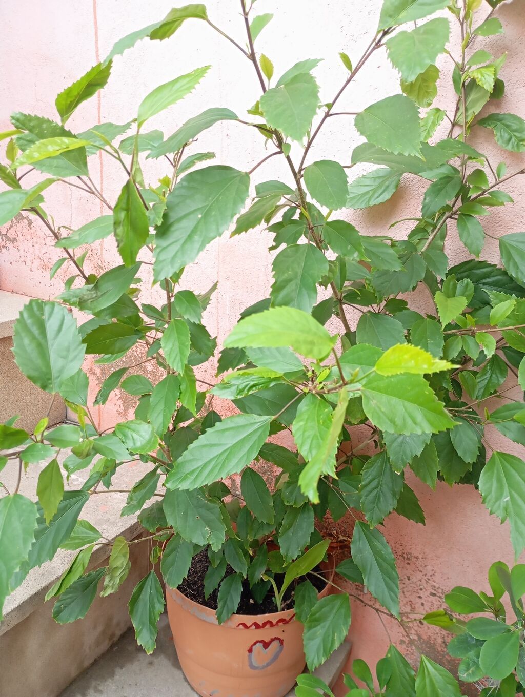 Kitayiski Roza Qapalı və ya açıq məkan üçün dekorativ hibiskus (Çin — Qapı bitkələri, Digah (4)