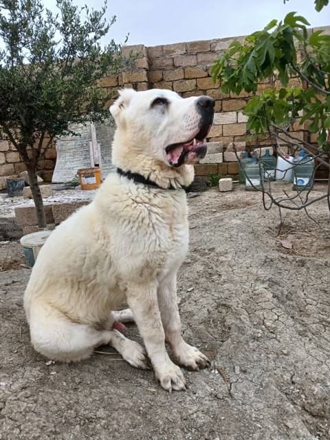 Alabay — Bakı