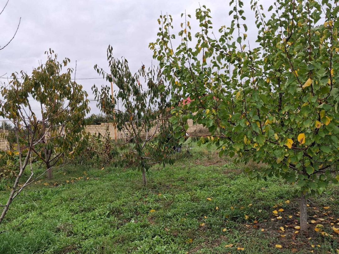 Satılır torpaq 6 sot — Torpaq, Quba (3)