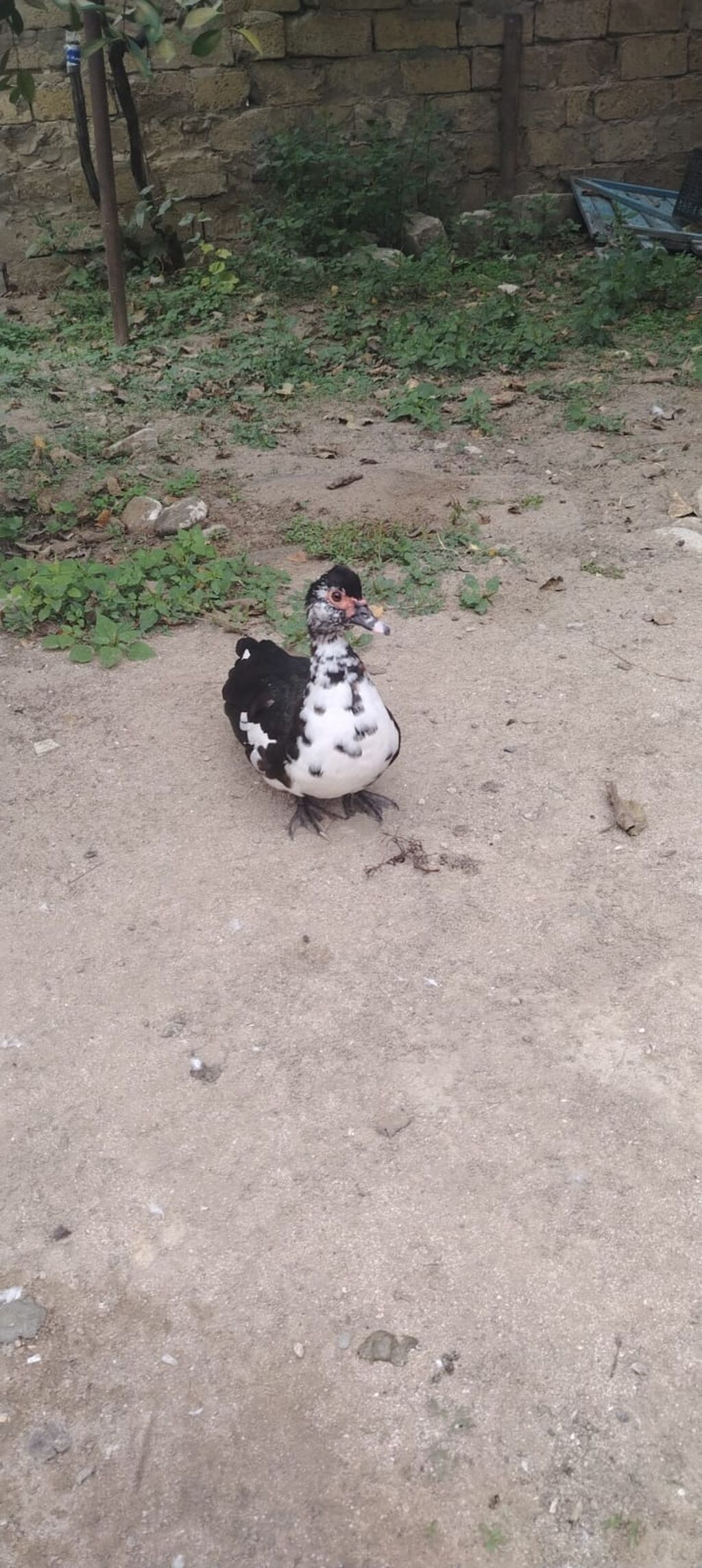 Erkək, Lal ördək, Ətlik — Digərləri, Bakı