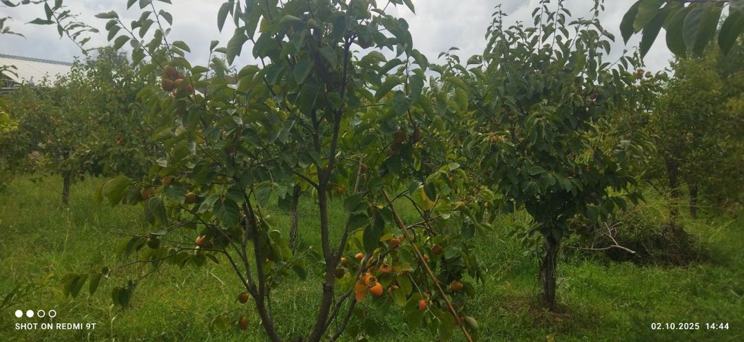 15 sot torpaq sahəsi, Ağdaş r — Torpaq, Ağdaş (6)