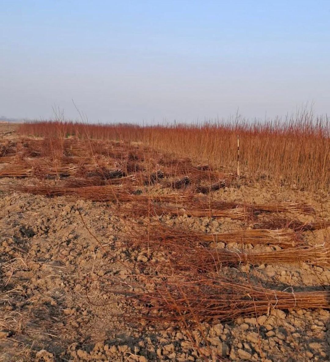 Tinglər — Bitkilər, Bakı (2)