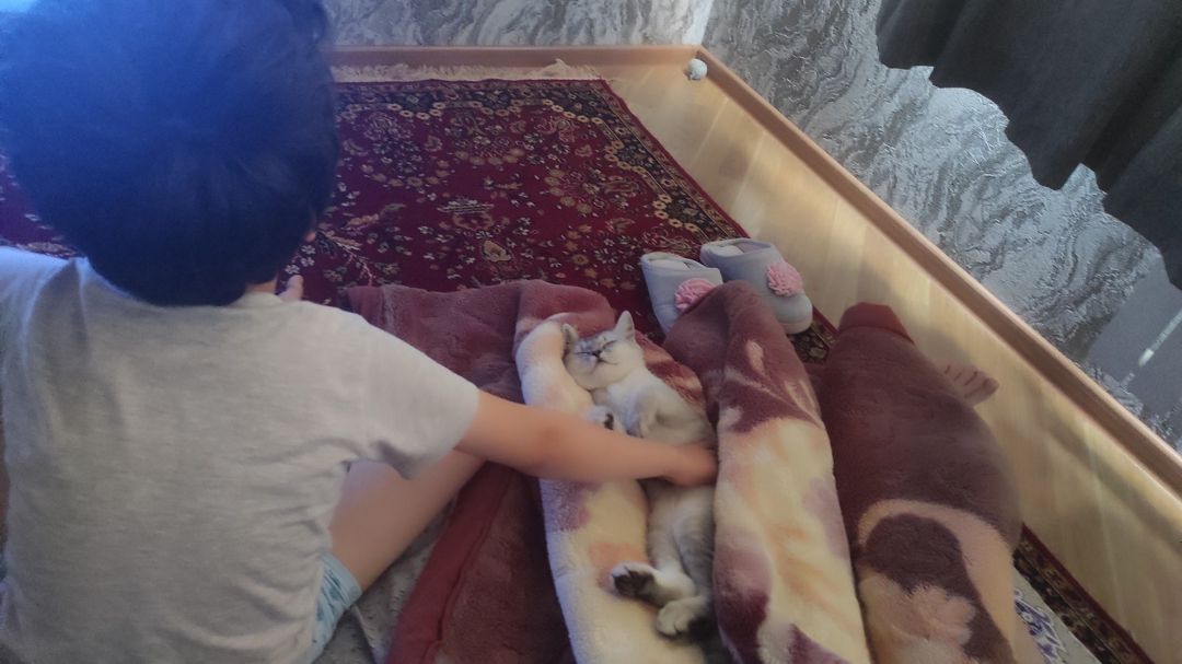 British Shorthair — Pişiklər, Bakı (8)
