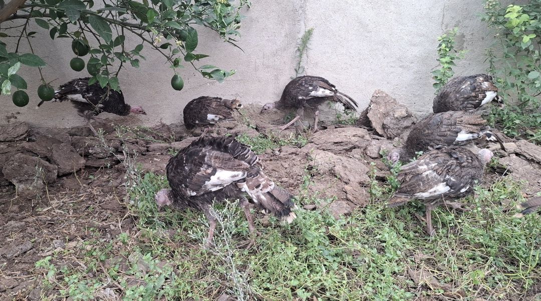 Hinduşkalar — Quşlar, Bakı (4)