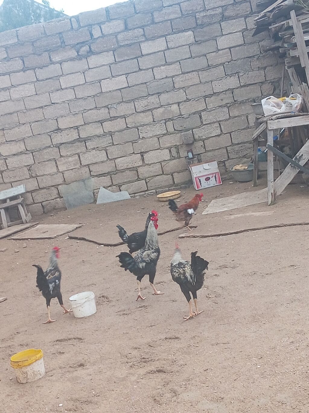 5dənə xoruz satılır 100azn real alıcıya endirim olunacaq.Fikri — Digərləri, Bakı