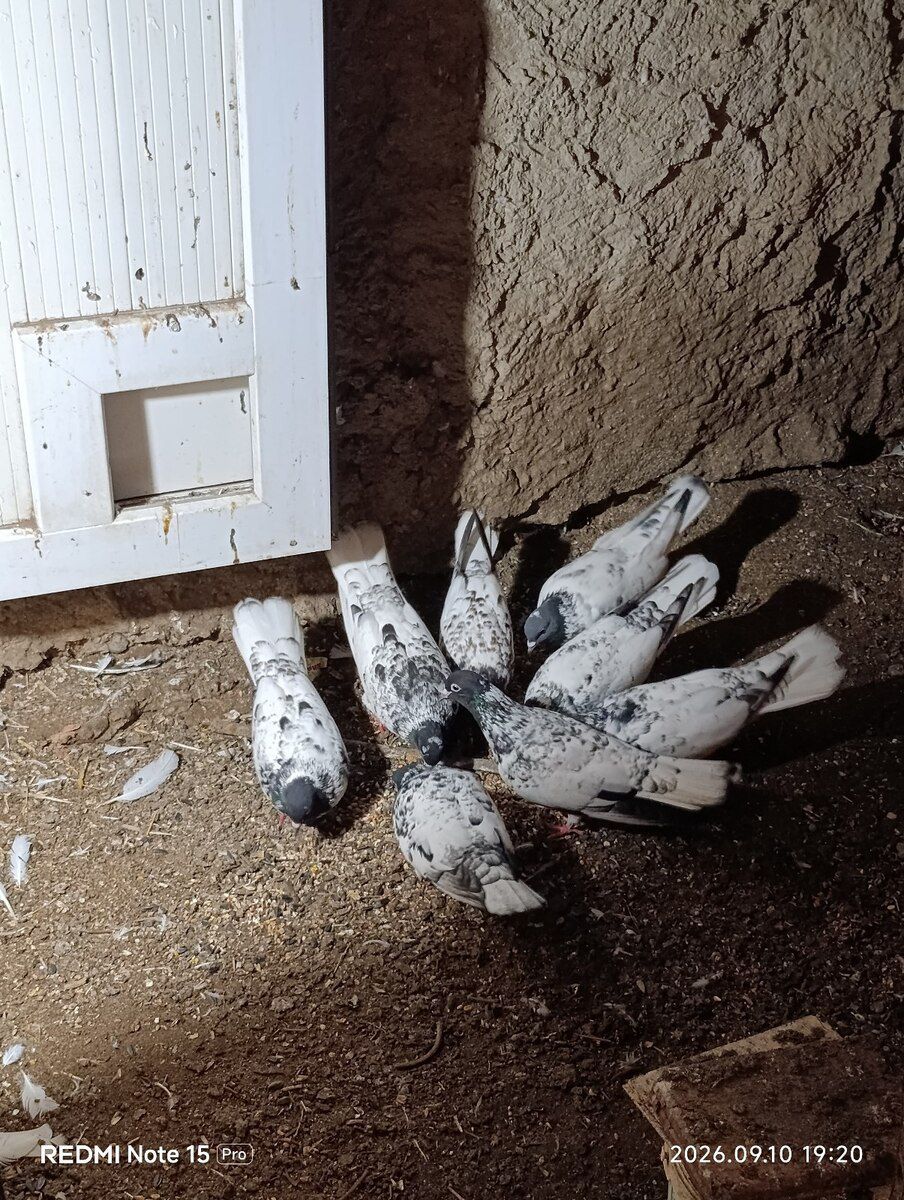 Göyərçinlər — Quşlar, Sumqayıt (2)