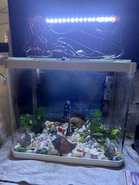 Akvarium — Bakı