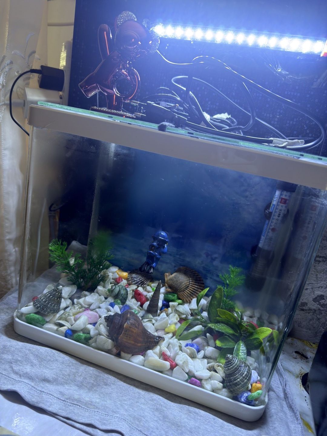 Akvarium — Akvariumlar və balıqlar, Bakı (2)