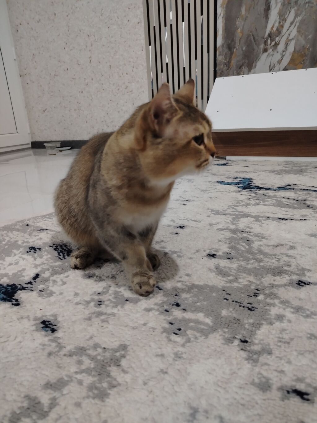 Britan, Erkək, Ödənişli çatdırılma — Pişiklər, Digah (8)