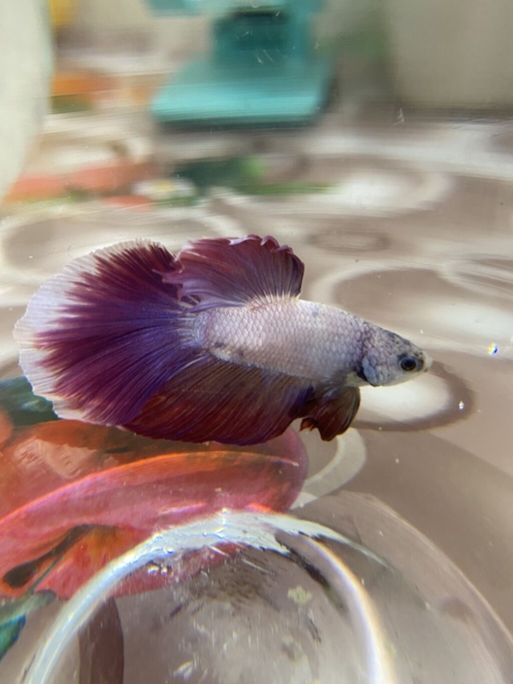 Betta (Petuşok balığı), Sülhsevər — Akvariumlar və balıqlar, Xırdalan (4)