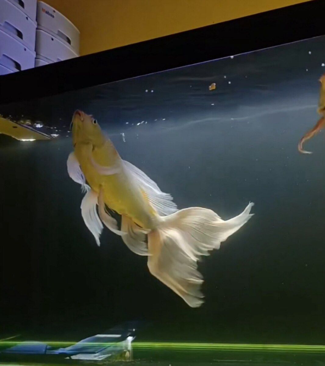 Butterfly koi — Akvariumlar və balıqlar, Bakı