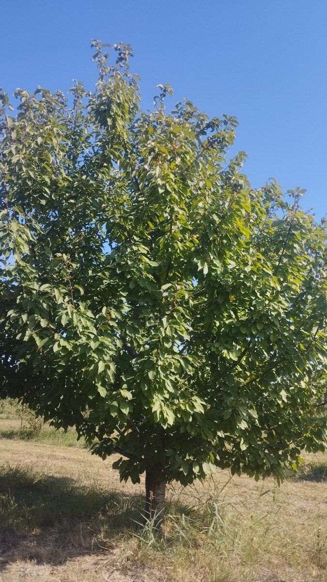 5 sot torpaq sahəsi, Xaçmaz r — Torpaq, Xaçmaz (2)