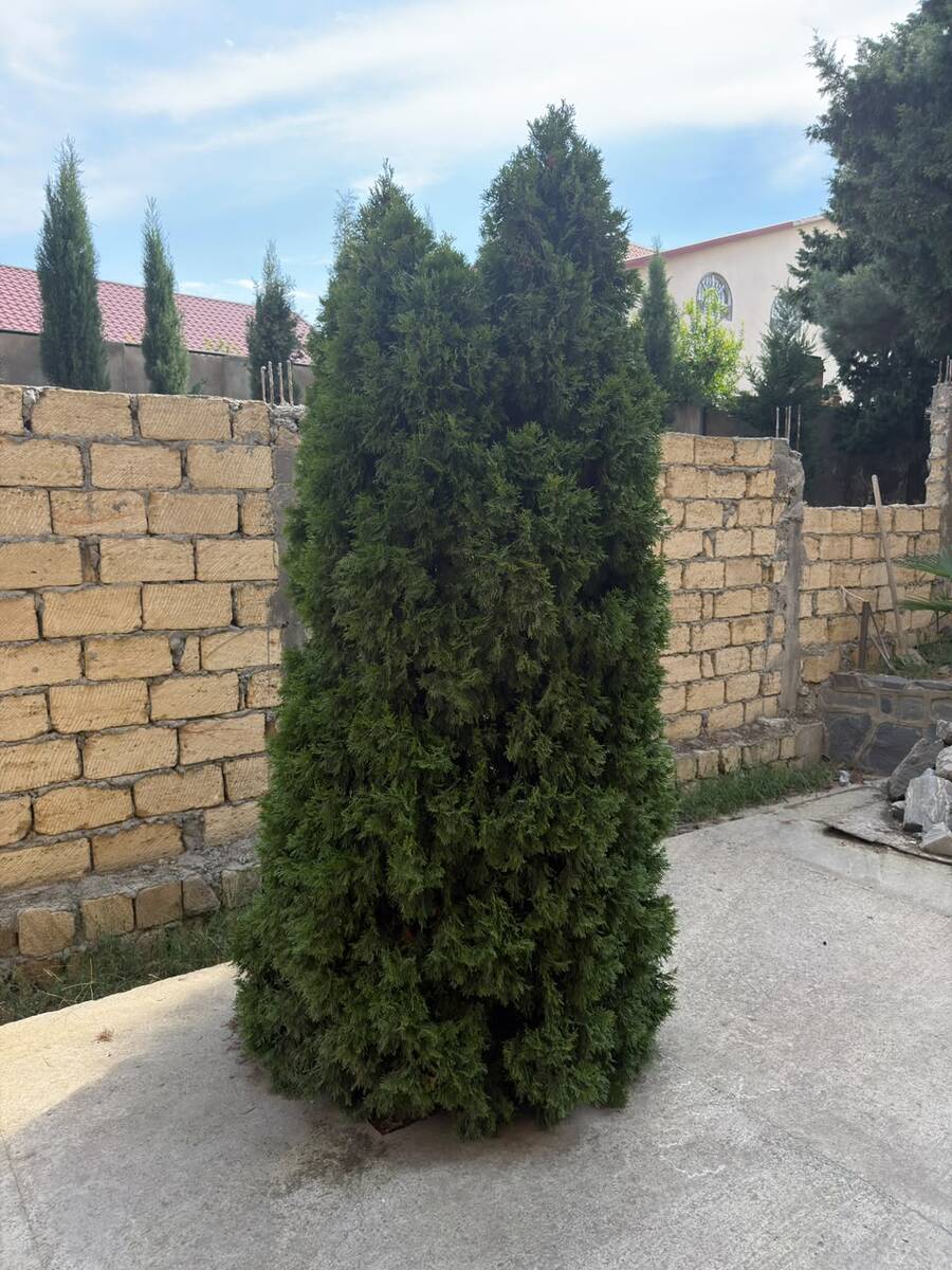 Satılır 15 otaqlı həyət evi/bağ evi 1100 m² — Ev, villa, Bakı (10)