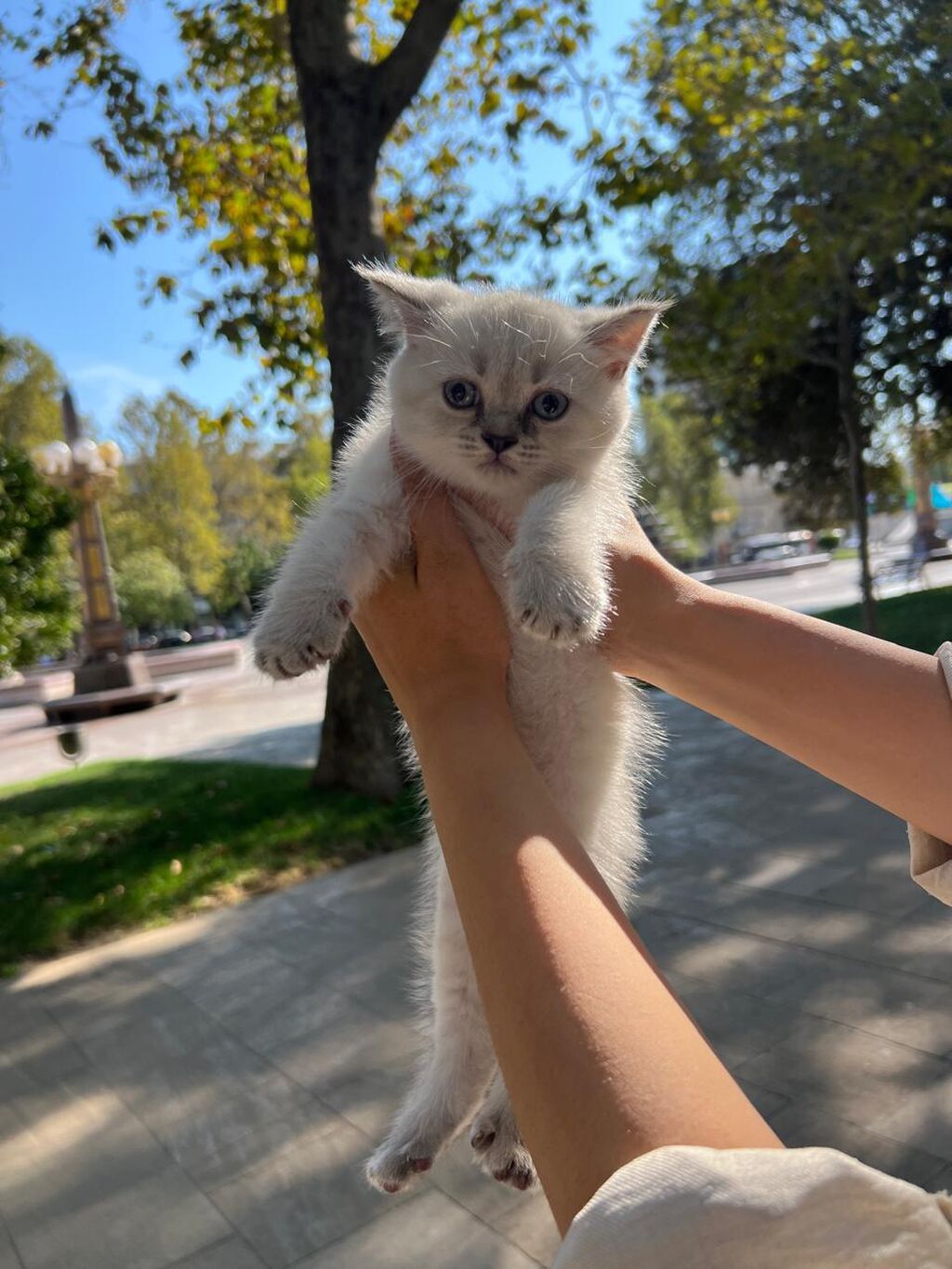 Şotland yastı qulaq — Pişiklər, Bakı (8)