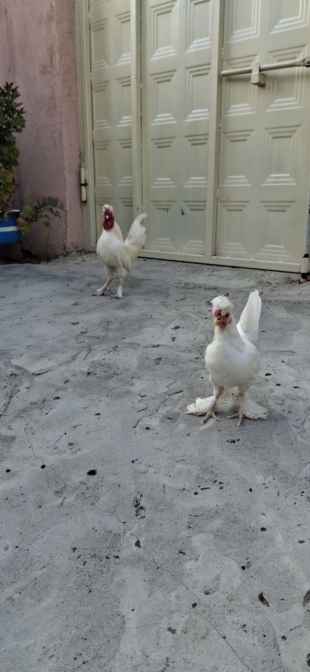 Balaca cins Yaponkalar fərə yumurtlayır cütü 45 azn — Toyuq və xoruz, Mingəçevir (4)