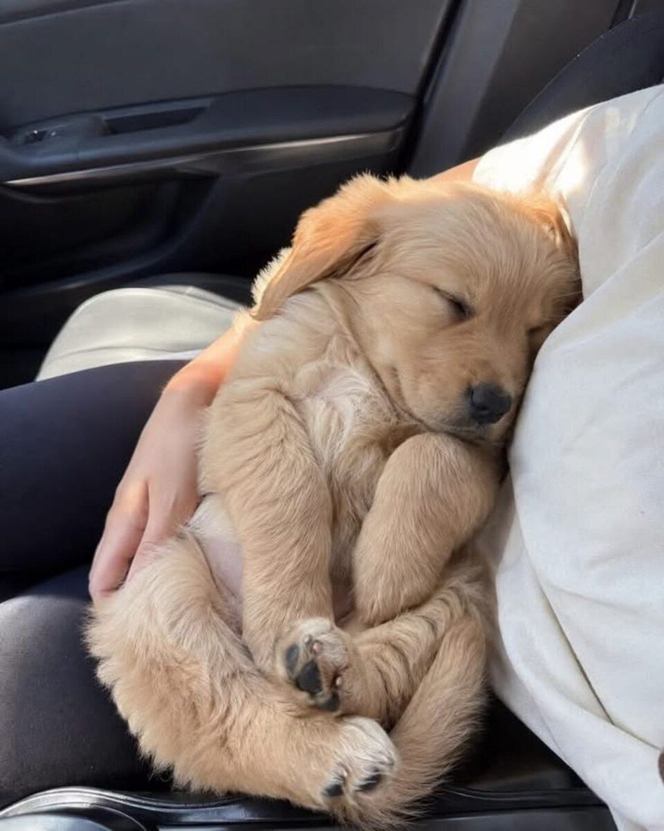 Golden Retriver — Köpəklər, Bakı (2)