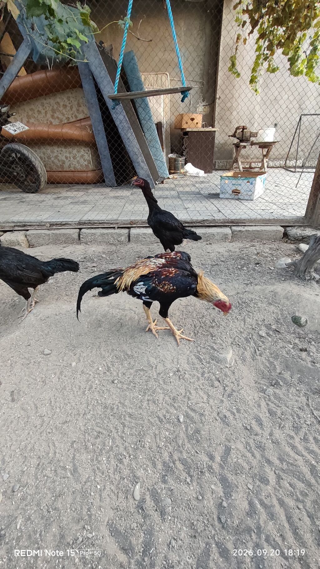 Idial qan bece ve fereler.2 dene 11 ayliq becedi.5 dene 11 ayliq — Toyuq və xoruz, Saray (6)