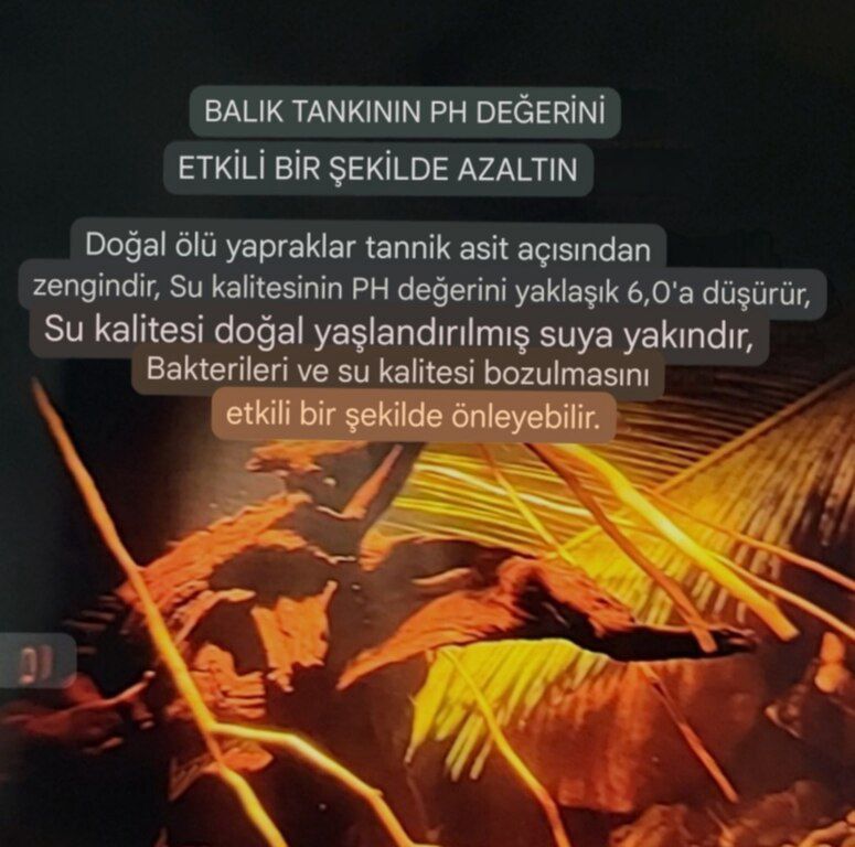 Catappa yarpaqları AAA klass — Akvariumlar və balıqlar, Bakı (3)
