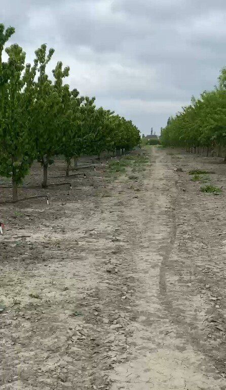 Satılır torpaq 2000 sot — Torpaq, Xaçmaz (10)