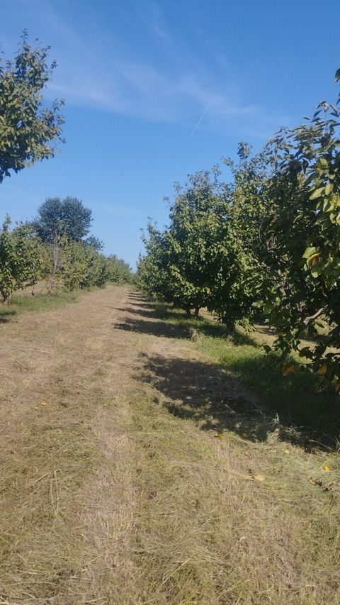 5 sot torpaq sahəsi, Xaçmaz r — Xaçmaz