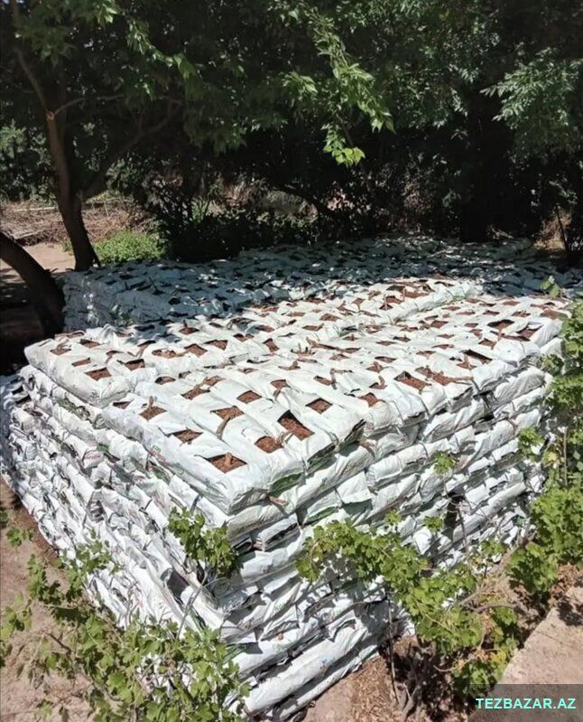Kakabitlər, Bitkilər üçün — Bitkilər, Bakı (2)