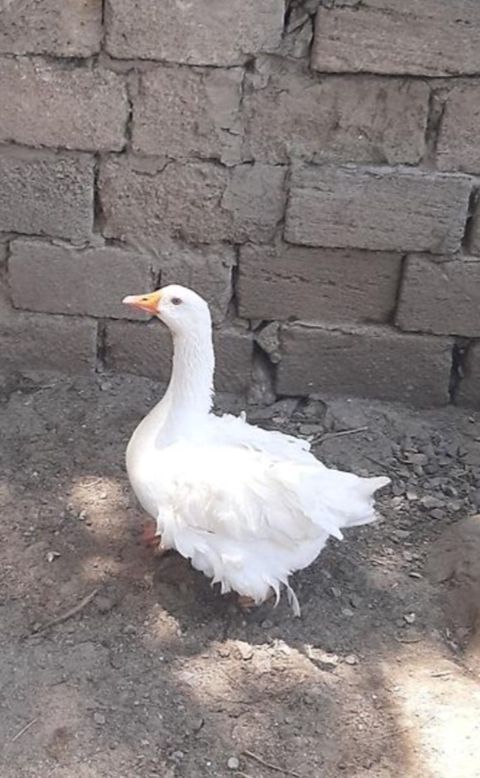 Qaz — Bakı